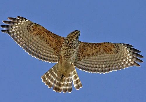 red shouldered hawk in flight